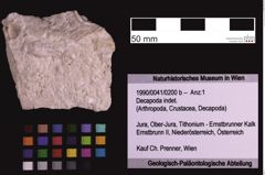 Foto (Objekt + Etiketten) von Decapoda indet. (NHMW-GEO-1990-0041-0200b)